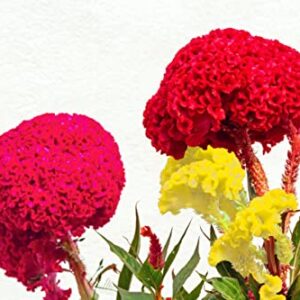 1000 Celosia Seeds for Planting - Giant Cockscomb Mix Yellow, Pink, and Red - Crested Type - Celosia Cristata