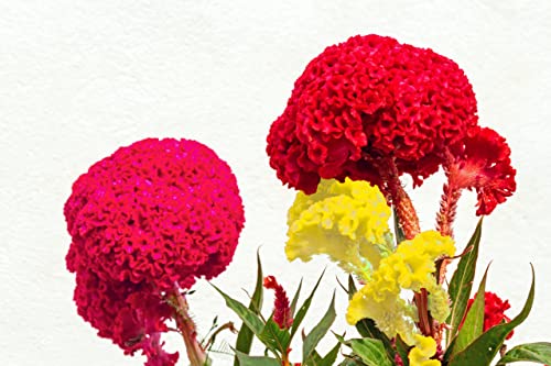 1000 Celosia Seeds for Planting - Giant Cockscomb Mix Yellow, Pink, and Red - Crested Type - Celosia Cristata