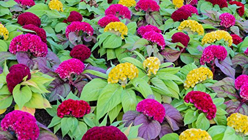 1000 Celosia Seeds for Planting - Giant Cockscomb Mix Yellow, Pink, and Red - Crested Type - Celosia Cristata
