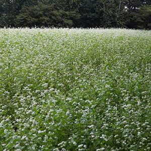 outsidepride buckwheat cover crop, grain, bee pasture, pollinator, wildlife seed - 10 lb