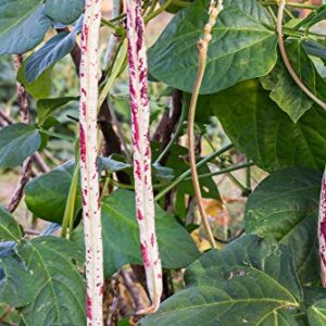 Pinto Bean Plant Seeds, 30+ Heirloom Seeds Per Packet, (Isla's Garden Seeds), Non GMO Seeds, 90% Germination Rate, Botanical Name: Phaseolus vulgaris