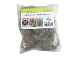 six (6) jericho flowers, rose of jericho, resurrection flowers, selaginella lepidophylla, from a brown dry ball into a live plant with water, a holy item in religions, pagan, wiccan