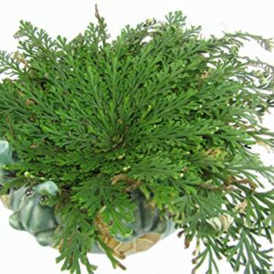 Six (6) Jericho Flowers, Rose of Jericho, Resurrection Flowers, Selaginella Lepidophylla, from A Brown Dry Ball Into A Live Plant with Water, A Holy Item in Religions, Pagan, Wiccan