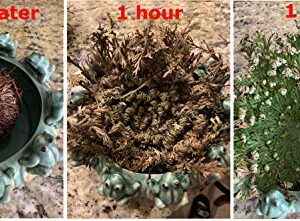 Six (6) Jericho Flowers, Rose of Jericho, Resurrection Flowers, Selaginella Lepidophylla, from A Brown Dry Ball Into A Live Plant with Water, A Holy Item in Religions, Pagan, Wiccan