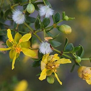 Organic Creosote, Larrea tridentata, Gobernadora, Greasewood, Bonsai, 25 Seeds