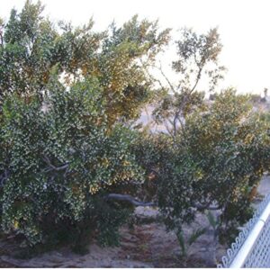 Organic Creosote, Larrea tridentata, Gobernadora, Greasewood, Bonsai, 25 Seeds