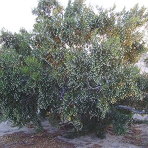 Organic Creosote, Larrea tridentata, Gobernadora, Greasewood, Bonsai, 25 Seeds