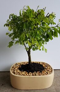 indoorbonsaiandexotics brazilian raintree bonsai indoors