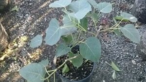 9eztropical- bodhi tree ficus - 1 plant - 2 feet tall - big trunk - great for bonsai - ship in 1 gal pot