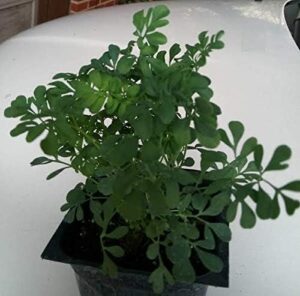 9eztropical - ruda plant - common rue (ruta graveolens) herb of grace - ship in 3" pot