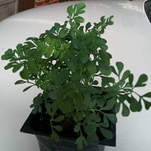 9EzTropical - Ruda Plant - Common Rue (Ruta graveolens) Herb of Grace - Ship in 3" Pot