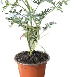 9EzTropical - Ruda Plant - Common Rue (Ruta graveolens) Herb of Grace - Ship in 3" Pot