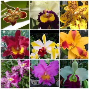 5 live orchid plants (cattleya, oncidium, dendrobium, vanda, and phalaenopsis ) premium beautiful orchids - angel’s orchids