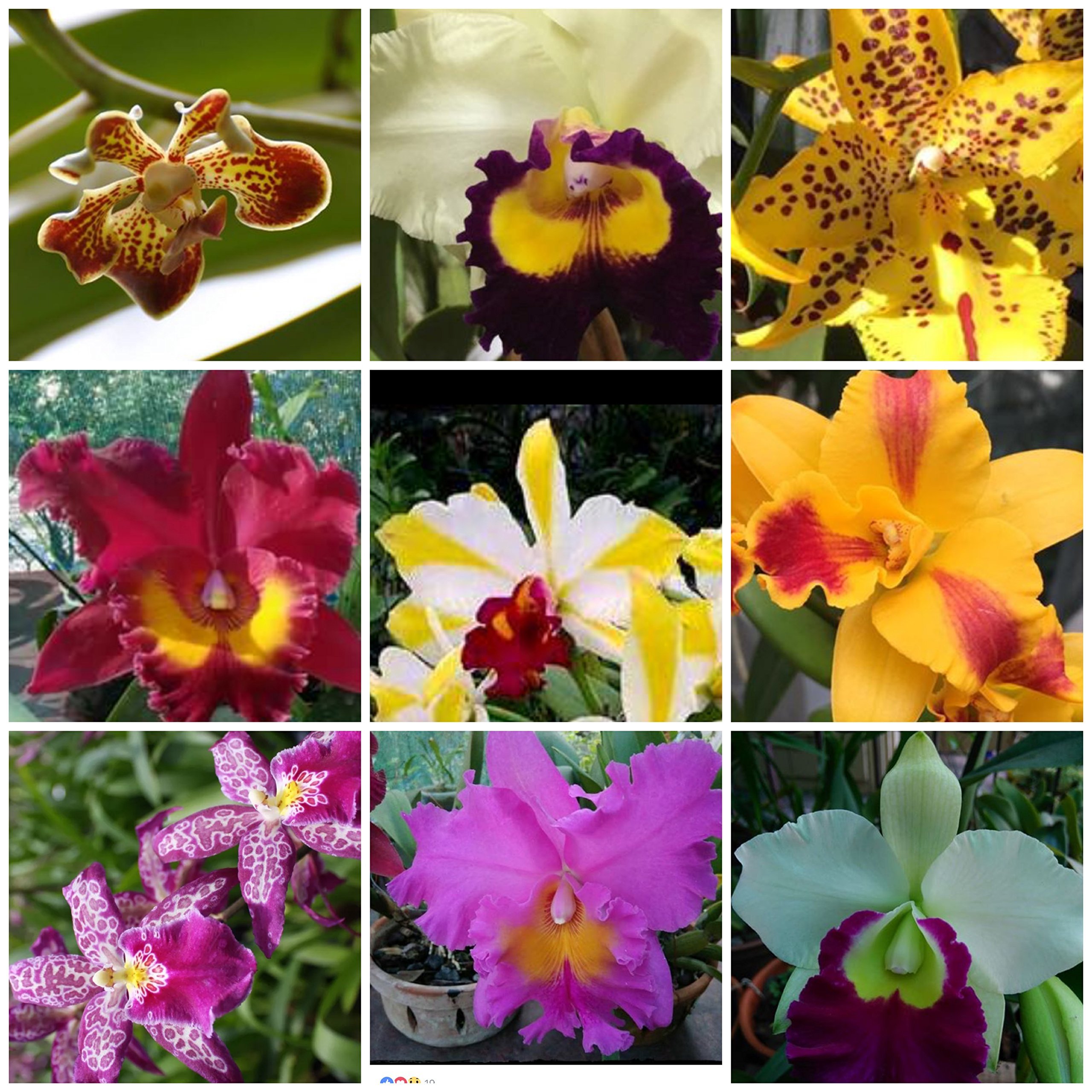 5 Live Orchid Plants (Cattleya, Oncidium, Dendrobium, Vanda, and Phalaenopsis ) Premium Beautiful Orchids - Angel’s Orchids