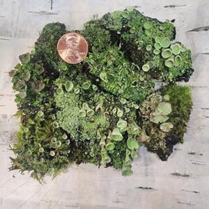 Tin Roof Treasure Live Moss Pixie Cup (Cladonia Pyxidata) Lichen for Terrarium Fairy Gardens 4"x6" Bag