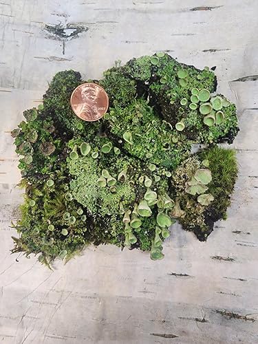 Tin Roof Treasure Live Moss Pixie Cup (Cladonia Pyxidata) Lichen for Terrarium Fairy Gardens 4"x6" Bag