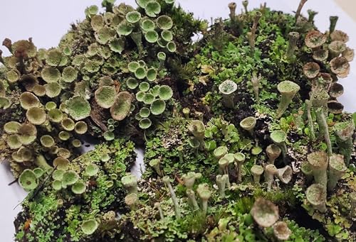 Tin Roof Treasure Live Moss Pixie Cup (Cladonia Pyxidata) Lichen for Terrarium Fairy Gardens 4"x6" Bag