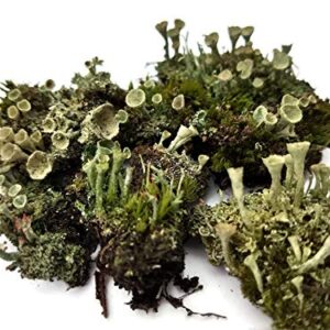 Tin Roof Treasure Live Moss Pixie Cup (Cladonia Pyxidata) Lichen for Terrarium Fairy Gardens 4"x6" Bag