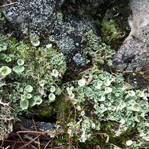 Tin Roof Treasure Live Moss Pixie Cup (Cladonia Pyxidata) Lichen for Terrarium Fairy Gardens 4"x6" Bag