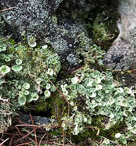 Tin Roof Treasure Live Moss Pixie Cup (Cladonia Pyxidata) Lichen for Terrarium Fairy Gardens 4"x6" Bag