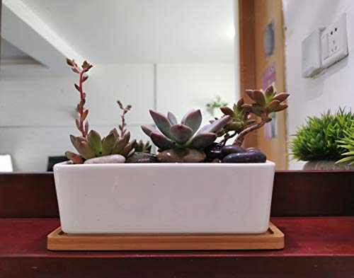 LANKER 6.5 Inch Rectangle White Ceramic Succulent Planter Pot Decorative Cactus Plant Pot Flower Container with Bamboo Tray (Rectangle 6.5 Inch)