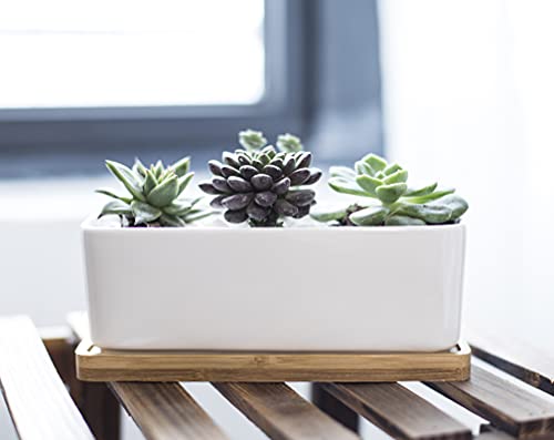 LANKER 6.5 Inch Rectangle White Ceramic Succulent Planter Pot Decorative Cactus Plant Pot Flower Container with Bamboo Tray (Rectangle 6.5 Inch)