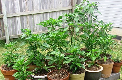 25 seeds SCOTCH BONNET PEPPER SEEDS-(Caribbean Mix) - RED,YELLOW,AND CHOCOLATE