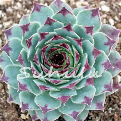 200 Pcs Sale!Hens And Chicks Succulent Mix Seeds (Sempervivum Hybridum) Bonsai Plant Flower Seeds For Home Garden 16