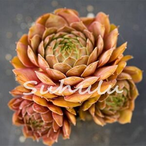 200 Pcs Sale!Hens And Chicks Succulent Mix Seeds (Sempervivum Hybridum) Bonsai Plant Flower Seeds For Home Garden 16