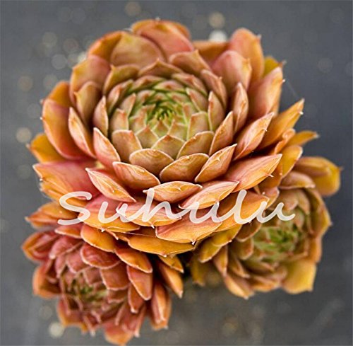 200 Pcs Sale!Hens And Chicks Succulent Mix Seeds (Sempervivum Hybridum) Bonsai Plant Flower Seeds For Home Garden 16