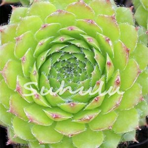 200 Pcs Sale!Hens And Chicks Succulent Mix Seeds (Sempervivum Hybridum) Bonsai Plant Flower Seeds For Home Garden 16