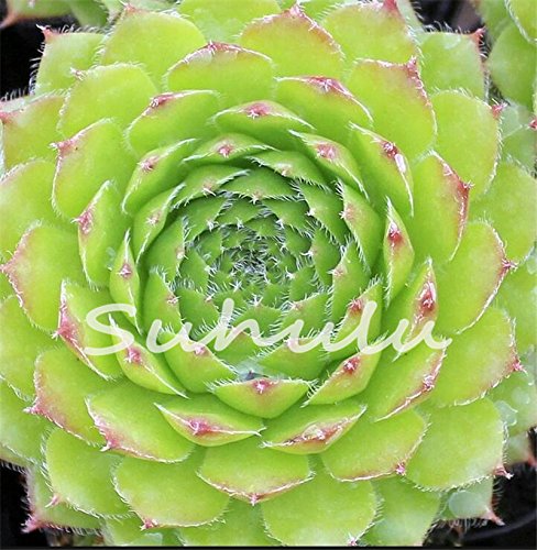 200 Pcs Sale!Hens And Chicks Succulent Mix Seeds (Sempervivum Hybridum) Bonsai Plant Flower Seeds For Home Garden 16