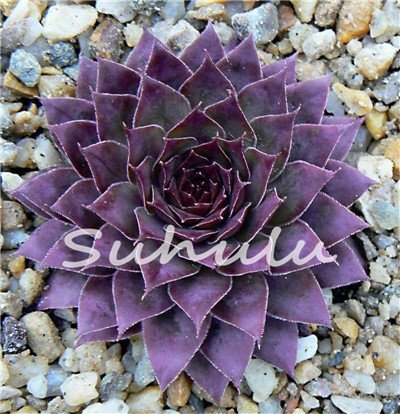 200 Pcs Sale!Hens And Chicks Succulent Mix Seeds (Sempervivum Hybridum) Bonsai Plant Flower Seeds For Home Garden 19