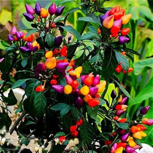 heirloom thai sun hot pepper seeds capsicum annuum ornamental plants chili seeds 100 pcs bonsai tree for garden vegetable seed yellow