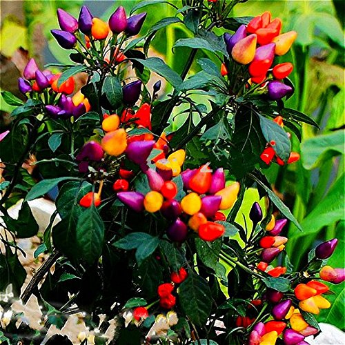 Heirloom Thai Sun Hot Pepper Seeds Capsicum Annuum Ornamental Plants Chili Seeds 100 Pcs Bonsai Tree For Garden Vegetable Seed Yellow