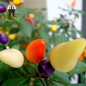 Heirloom Thai Sun Hot Pepper Seeds Capsicum Annuum Ornamental Plants Chili Seeds 100 Pcs Bonsai Tree For Garden Vegetable Seed Yellow