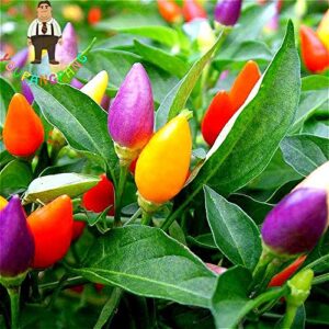 Heirloom Thai Sun Hot Pepper Seeds Capsicum Annuum Ornamental Plants Chili Seeds 100 Pcs Bonsai Tree For Garden Vegetable Seed Yellow