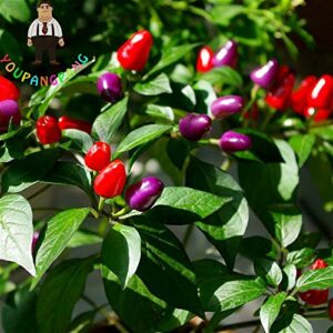 Heirloom Thai Sun Hot Pepper Seeds Capsicum Annuum Ornamental Plants Chili Seeds 100 Pcs Bonsai Tree For Garden Vegetable Seed Yellow