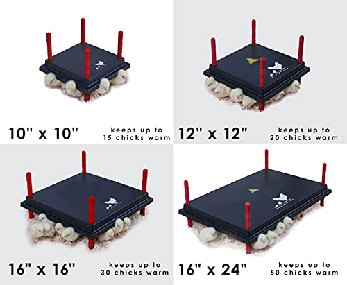 RentACoop Chick Brooder Heating Plate - Brooder Heat Plate Warms Up to 30 Chicks - Chick Heater with 25 Adjustable Heights and 42 Watts - Safer Alternative to Heat Lamps - 16" x 16"