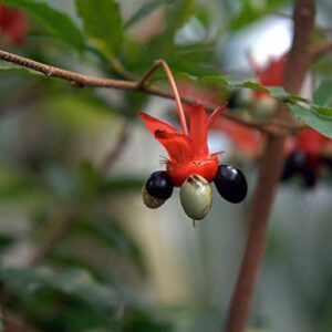 9EzTropical - Ochna Serrulata Mickey Mouse - Mai Lá Nhỏ - 1 to 2 Feet Tall - Ship in 6" Pot