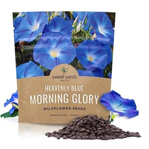 morning glory seeds heavenly blue - large 1 ounce packet - over 1,000 flower seeds