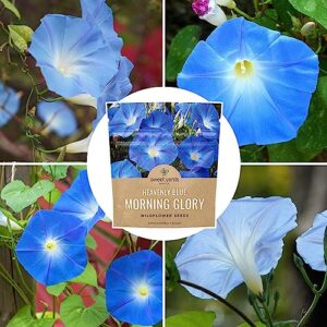 Morning Glory Seeds Heavenly Blue - Large 1 Ounce Packet - Over 1,000 Flower Seeds