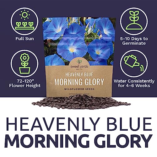 Morning Glory Seeds Heavenly Blue - Large 1 Ounce Packet - Over 1,000 Flower Seeds