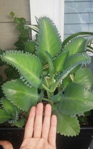 1 seedling with roots of mexican hat plant, kalanchoe