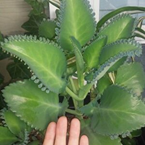 1 Seedling with Roots of Mexican Hat Plant, Kalanchoe