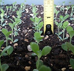 1 Seedling with Roots of Mexican Hat Plant, Kalanchoe