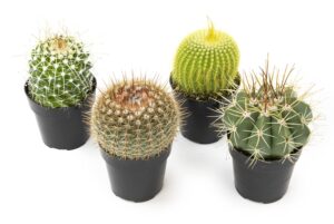 altman plants assorted cactus collection 2.5" 4 pack