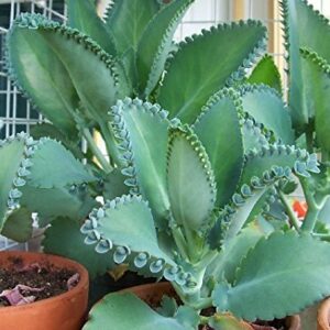 1 Seedling with Roots of Mexican Hat Plant, Kalanchoe,