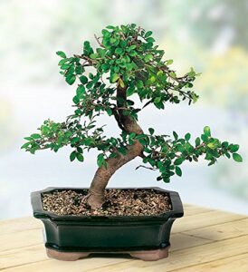 chinese elm bonsai live tree plant 5 year old outdoor/interior decor
