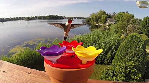 ZUMMR Hummingbird Ring Feeder (Red) - Hand Feed Hummingbirds Right in Your Backyard. Get up Close and Personal with Nature. Proudly Made in The U.S.A. - The Original